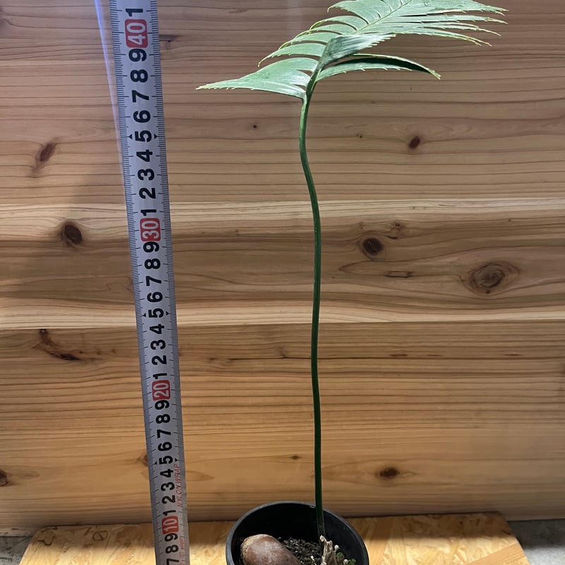 ディオーン スピヌロスム | GREEN LUCK