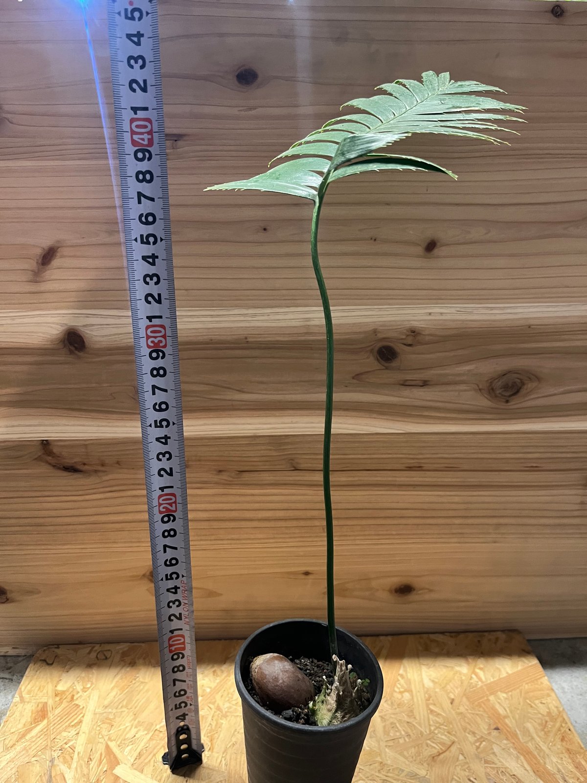 ディオーン スピヌロスム | GREEN LUCK