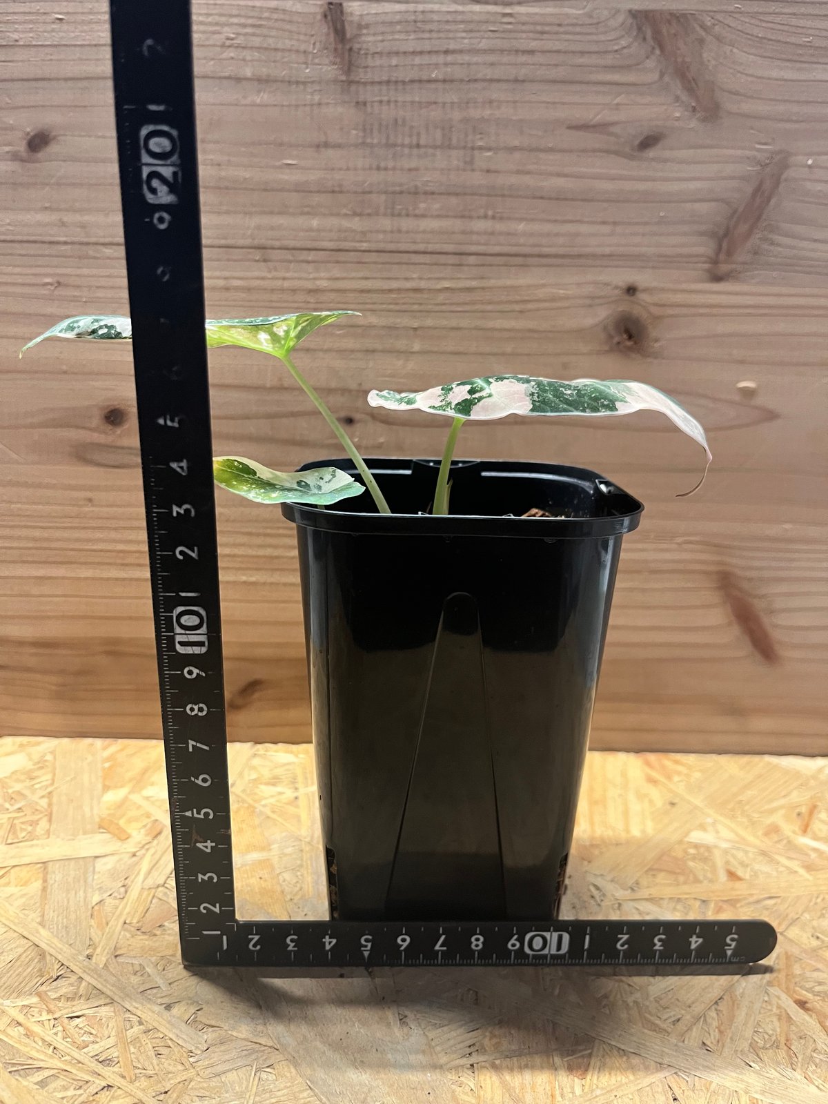 アロカシア ブラックベルベット ピンクバリエガータ | GREEN LUCK