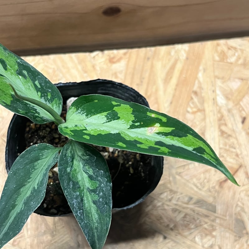 アグラオネマ ピクタム トリカラー エウレカ | GREEN LUCK