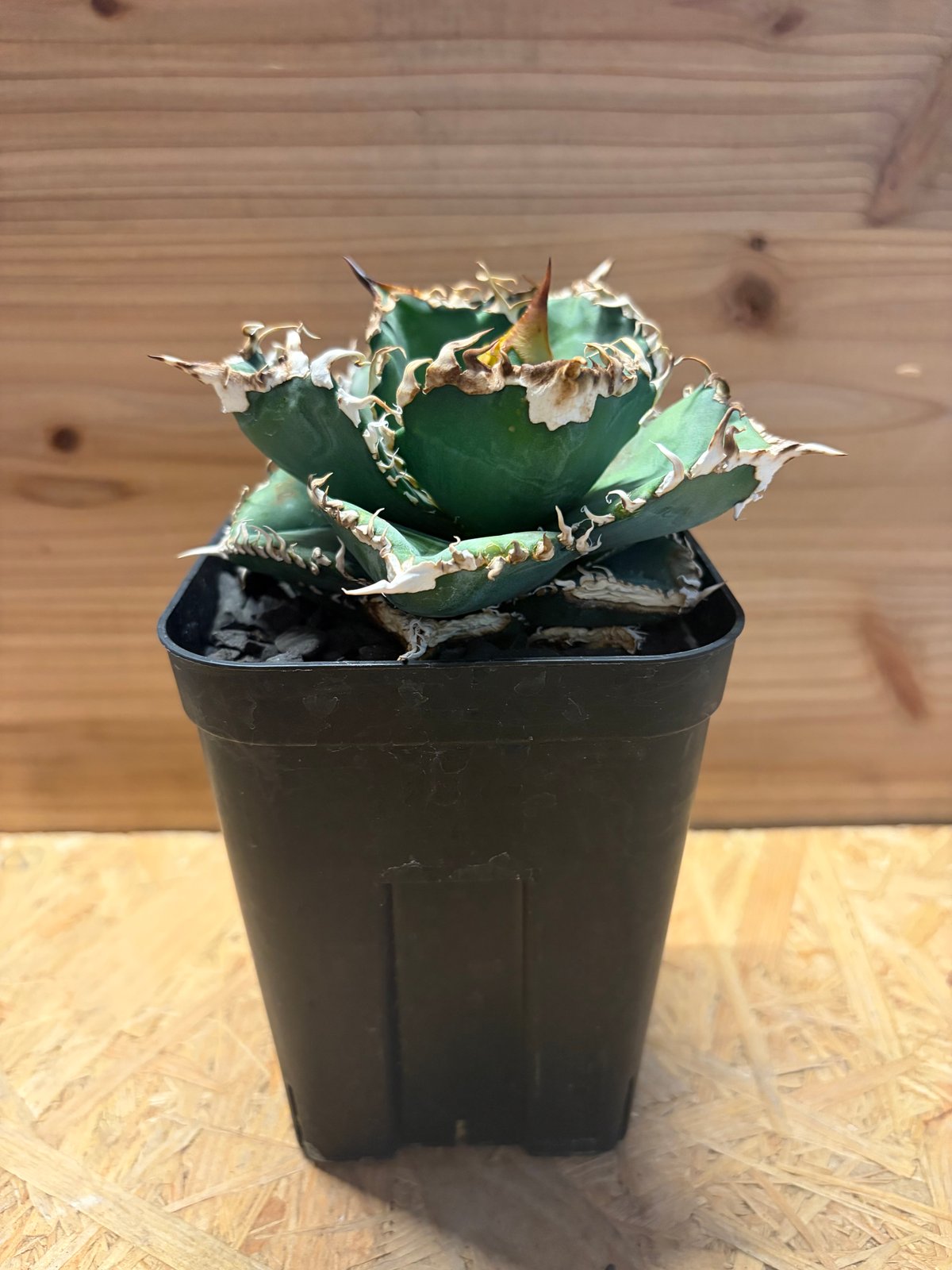 アガベ チタノタ '金剛 King Kong' | GREEN LUCK