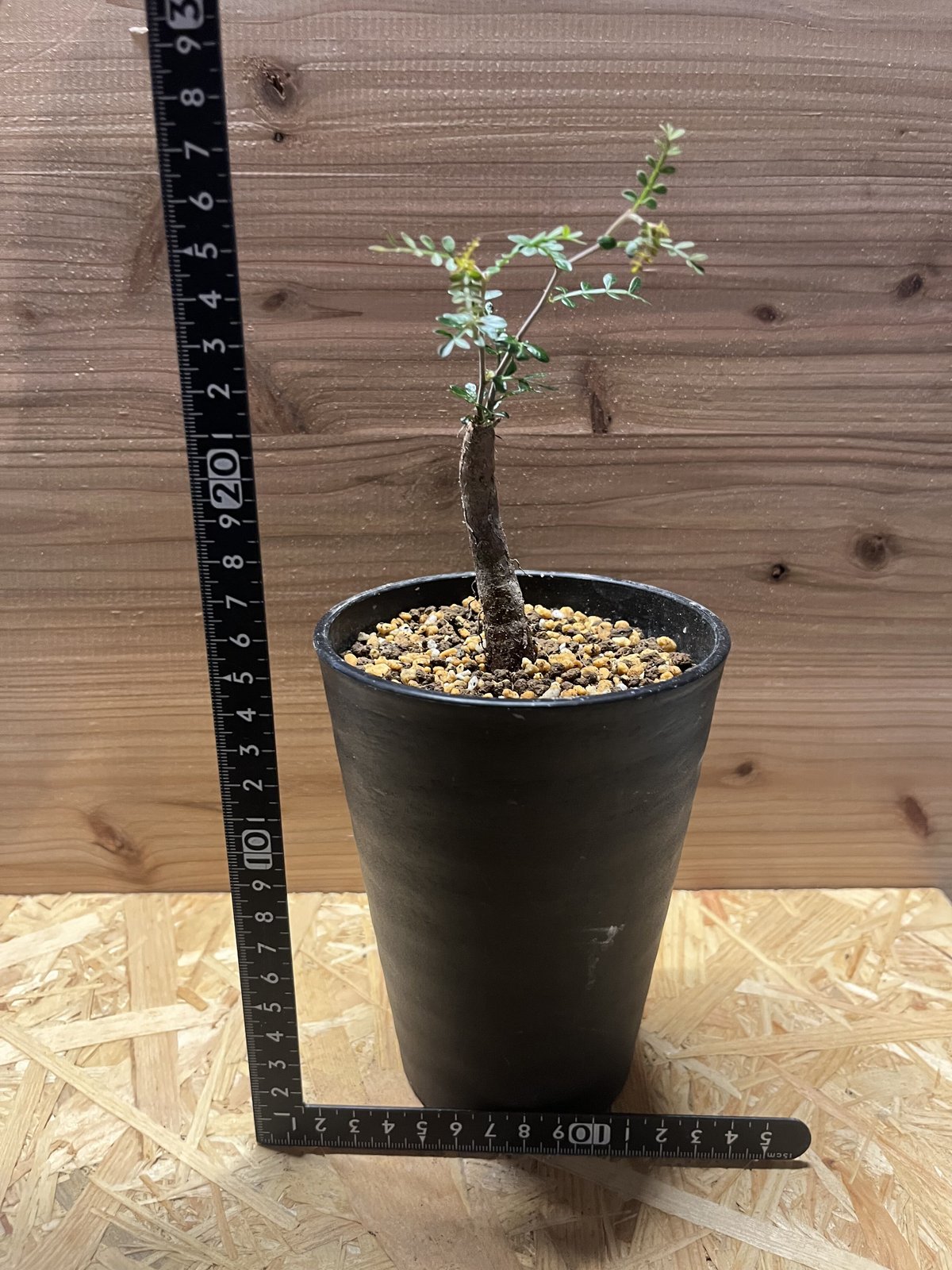 パキプス　根差し (発根済み3年) オペルクリカリア パキプス 根差し | GREEN LUCK