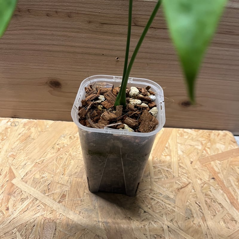 アンスリウム カリブレイリー（クラビゲナム） | GREEN LUCK