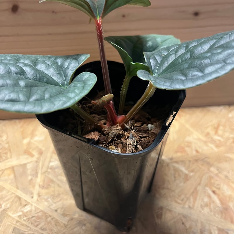 アンスリウム ルクスリアンス | GREEN LUCK