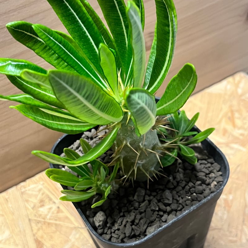 パキポディウム アンボンゲンセ 多頭株 | GREEN LUCK