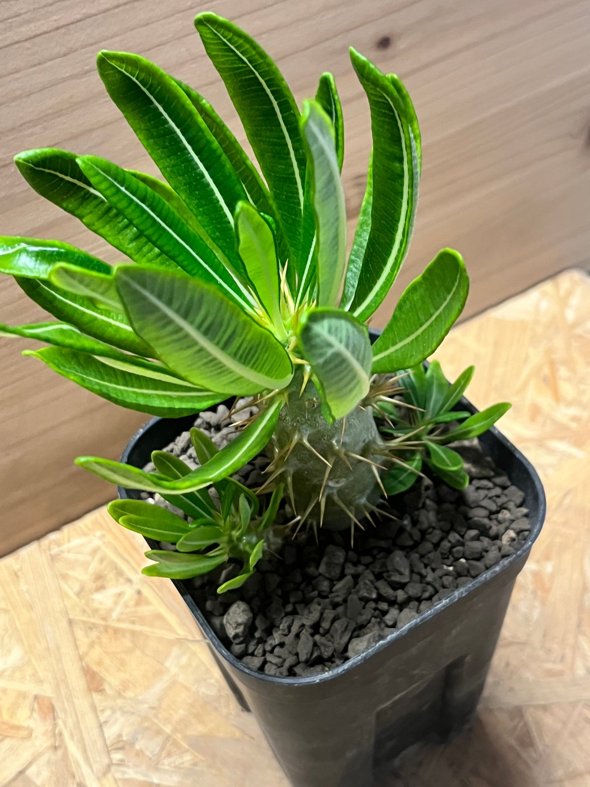 パキポディウム アンボンゲンセ 多頭株 | GREEN LUCK