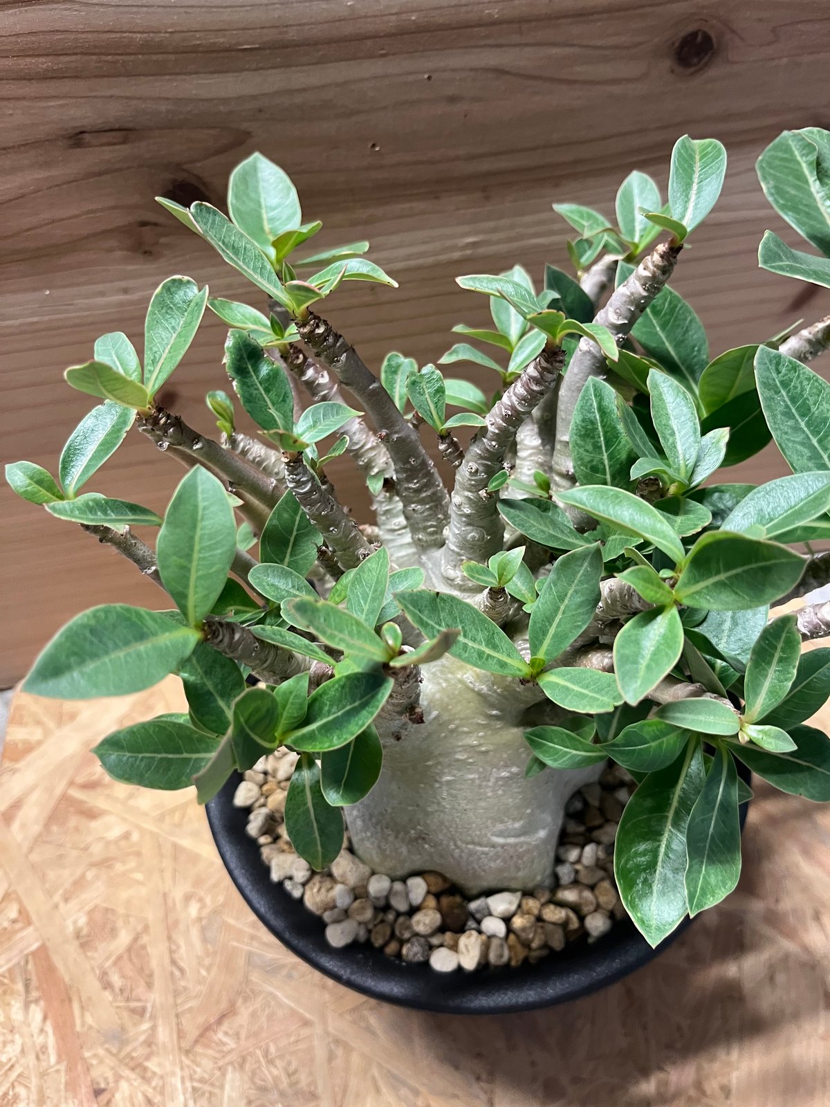 アデニウム アラビカム | GREEN LUCK