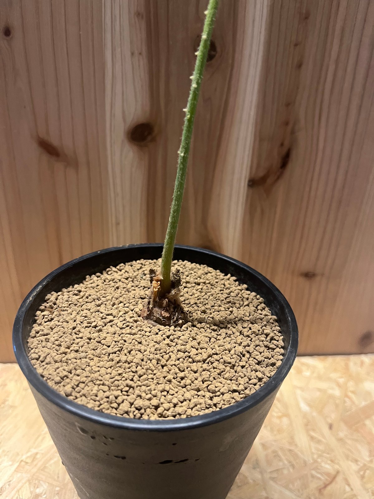 サイカスsp タイシルバー サイカス・タイシルバー（Cycas sp. 'Thai Silver'）│メイツリー