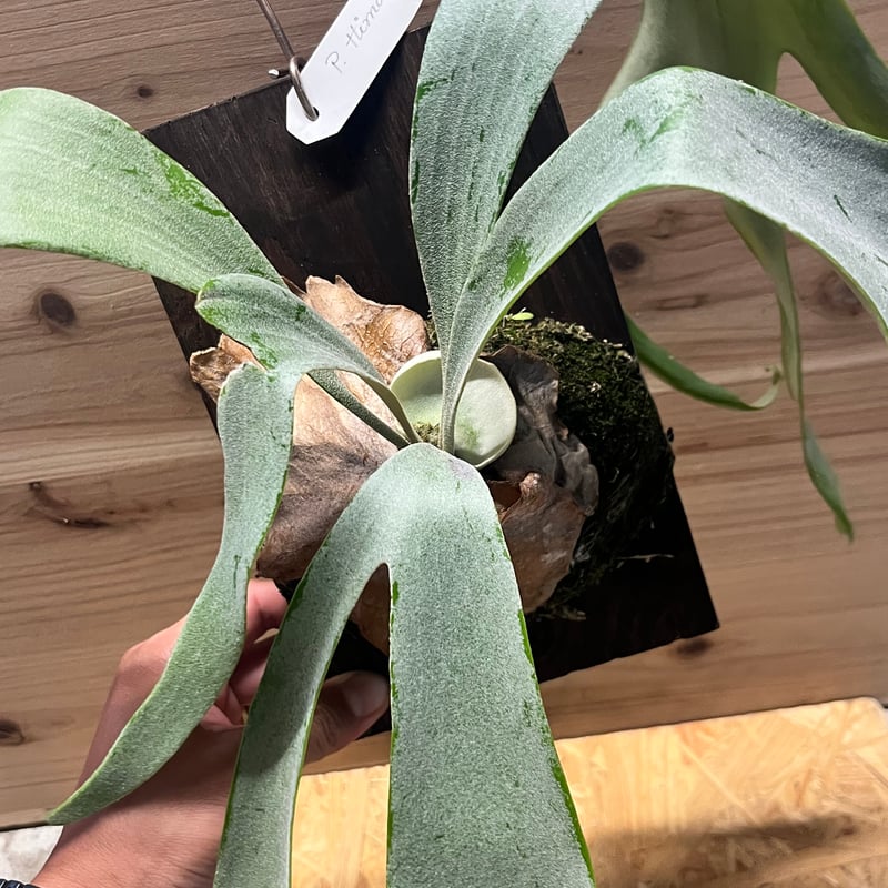 ビカクシダ ハイマ | GREEN LUCK