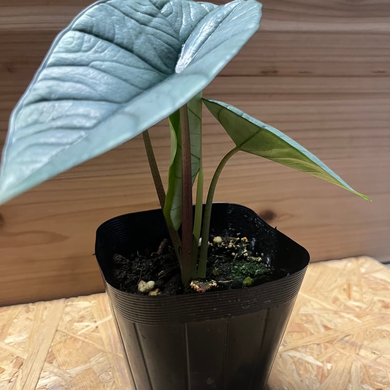 h*i様 アロカシア プラチナム 斑入り アルボ h*i様 アロカシア