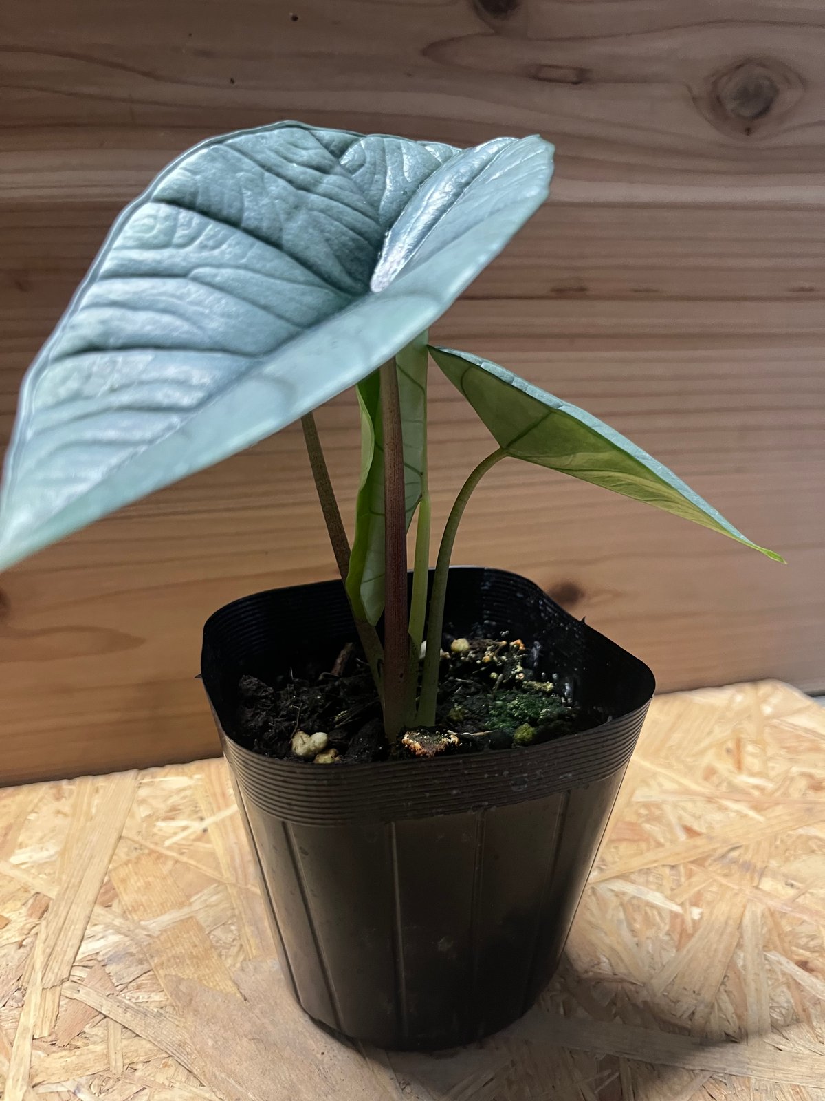 アロカシア プラチナム ビスマ アルボ Alocasia bisma - Etsy 日本