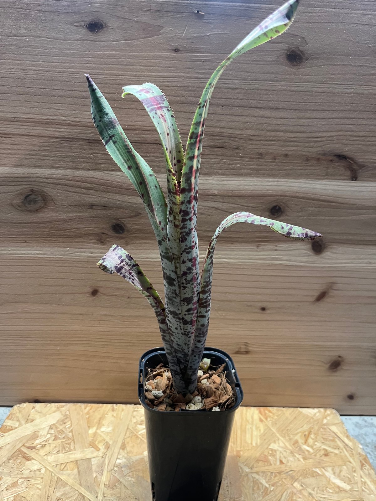 斑入り ケスネリア マルモラータ ラファエルオリヴェイラ ケスネリア・マルモラータ・ラファエルオリヴェイラ | nebachi