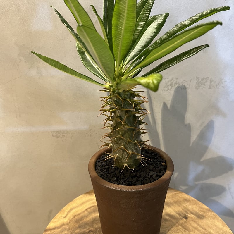 パキポディウム　アンボンゲンセ　極上　ボトルタイプ　良形　タッキー　鉢植え発送 パキポディウム アンボンゲンセ | GREEN LUCK