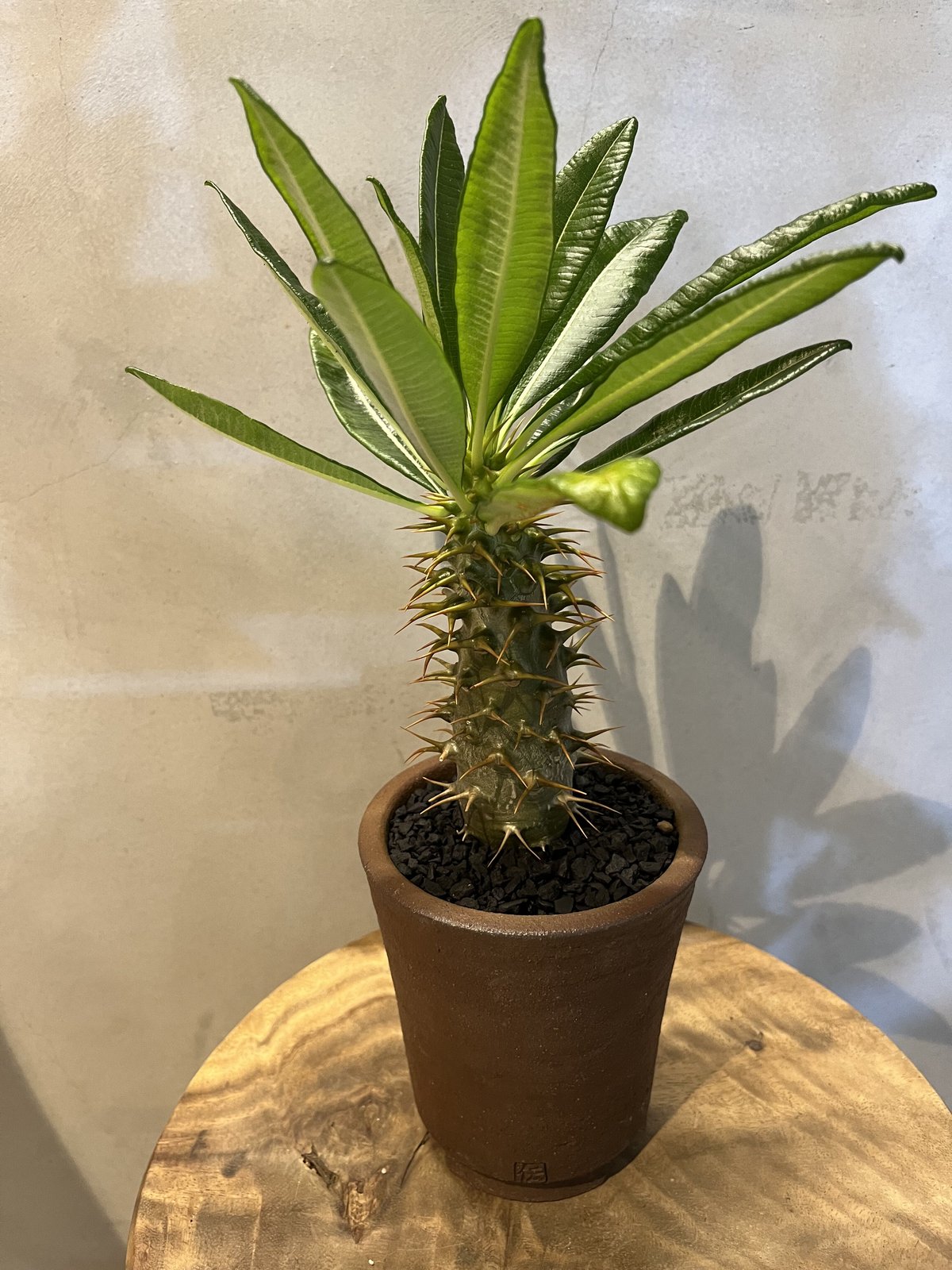 パキポディウム アンボンゲンセ 伝市鉢 | GREEN LUCK