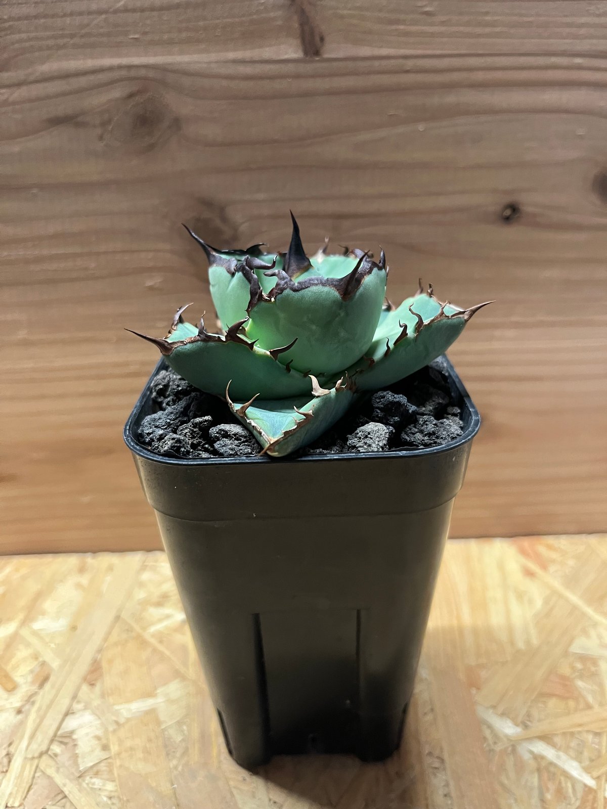 アガベ チタノタ 'NO NAME' | GREEN LUCK