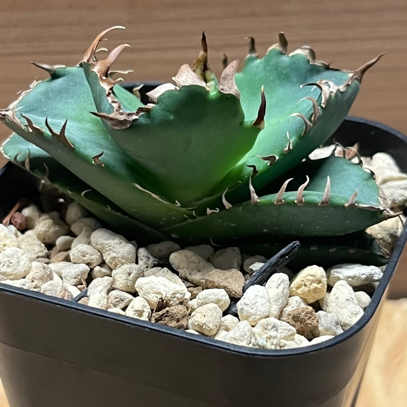 アガベ　チタノタ　大株　国産古株 アガベ チタノタ ブラック＆ブルー 大株 | Agave Rocon