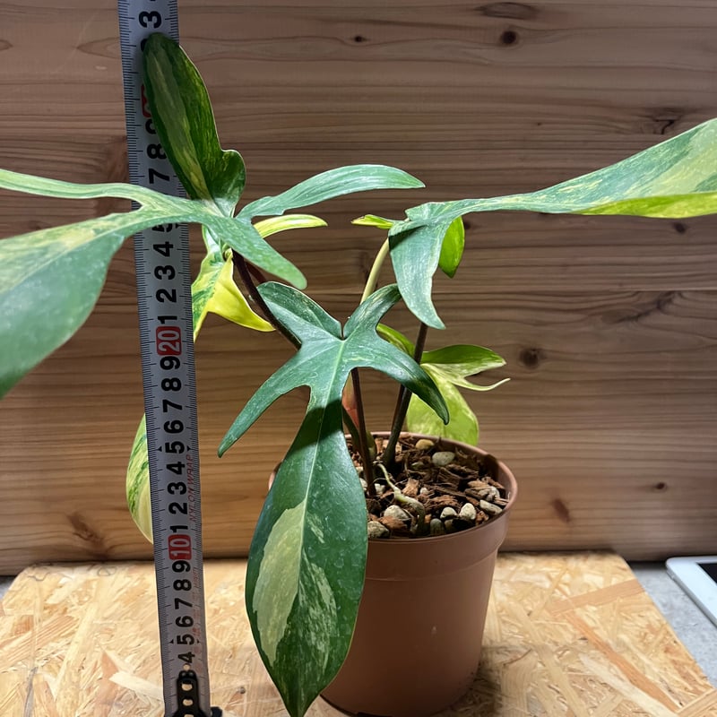 フィロデンドロン フロリダビューティー | GREEN LUCK