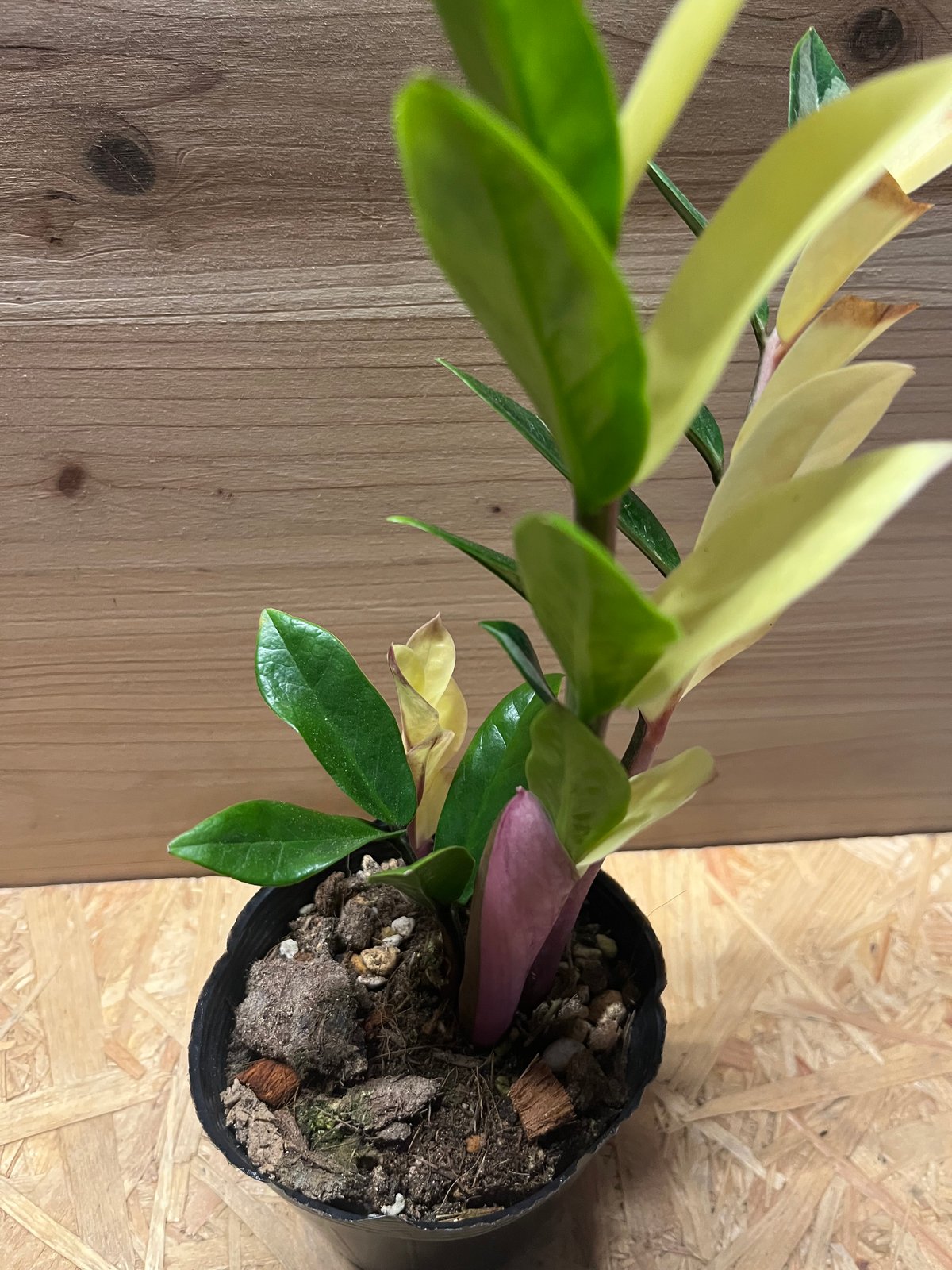 ザミオクルカス ザミフォーリア 斑入り | GREEN LUCK