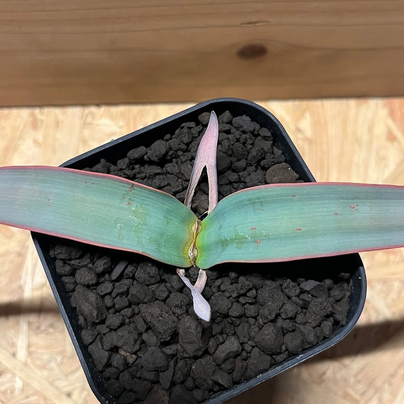 ▲訳あり価格 奇想天外 Welwitschia Mirabilis 奇想天外｜Welwitschia mirabilis – ROUTE BOTANICALS