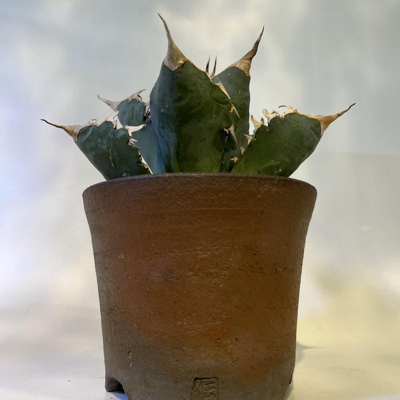 アガベ チタノタ 狂棘夕映 ソーラーエクリプス×伝市鉢 | GREEN LUCK