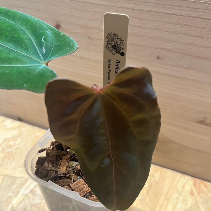 アンスリウム ダーケストパナマ×ソウルリーパー | GREEN LUCK