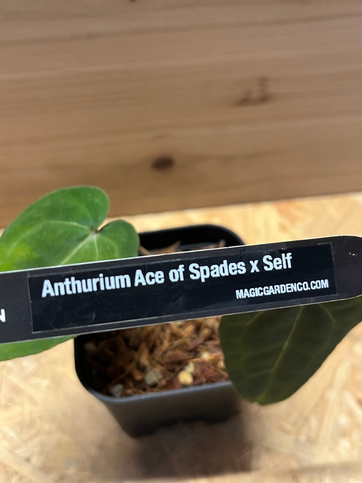 Anthurium Ace of Spadesアンスリウム エースオブスペード アンスリウム エースオブスペード | GREEN LUCK