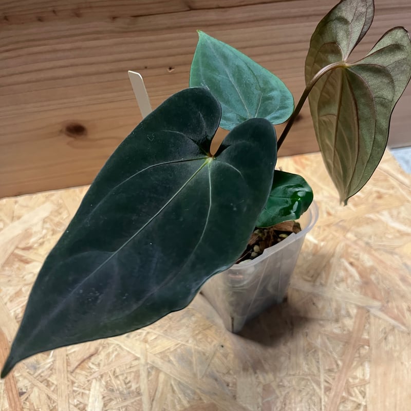 アンスリウム パピリラミナム | GREEN LUCK