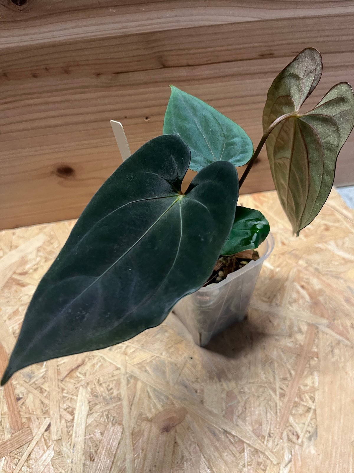 アンスリウム パピリラミナム | GREEN LUCK