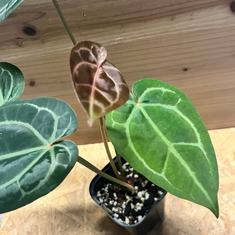 アンスリウム マグニフィカム'シルバー'×（ミシェル×ザラ）F3 | GREEN LUCK