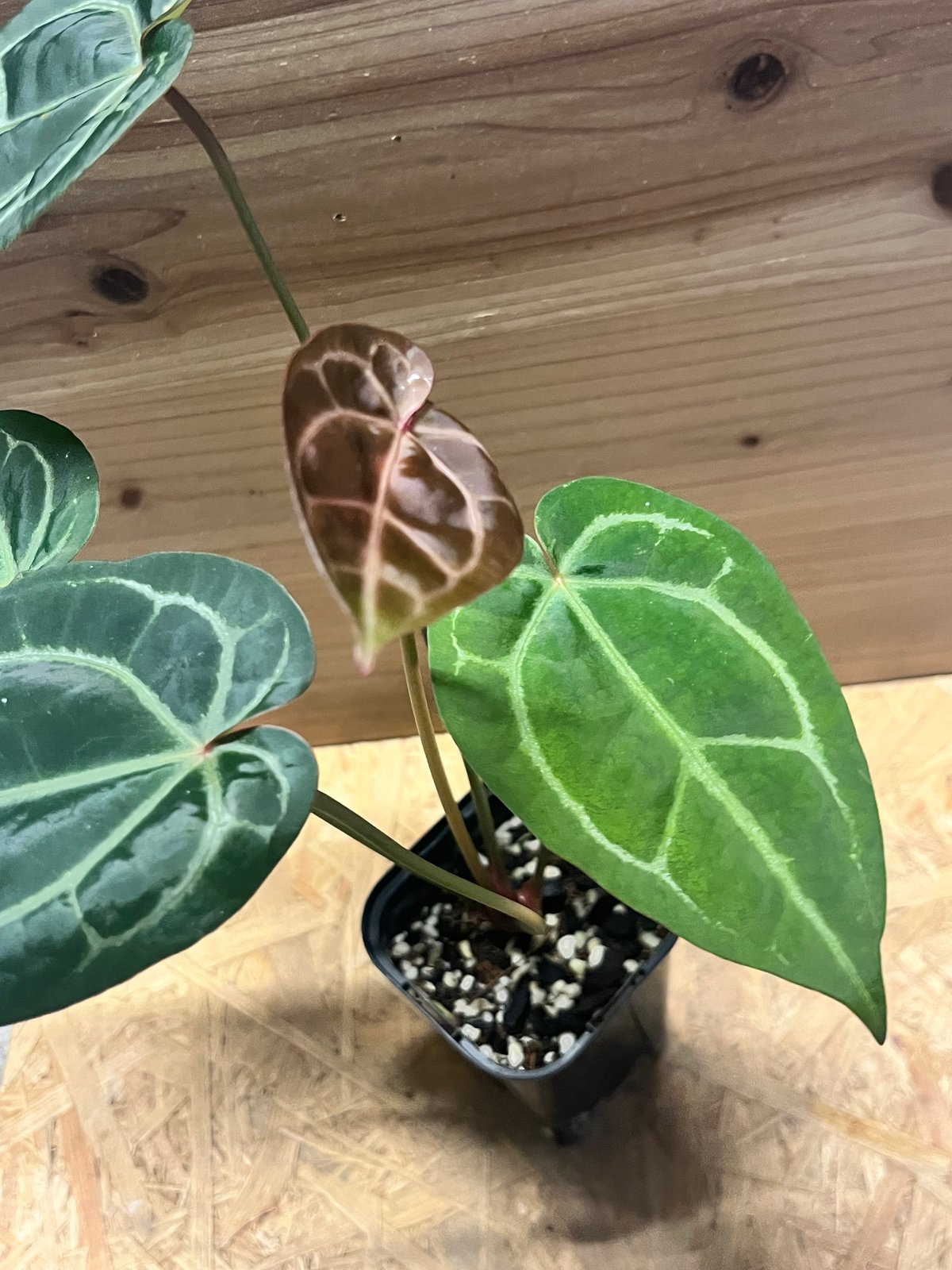 アンスリウム マグニフィカム'シルバー'×（ミシェル×ザラ）F3 | GREEN LUCK