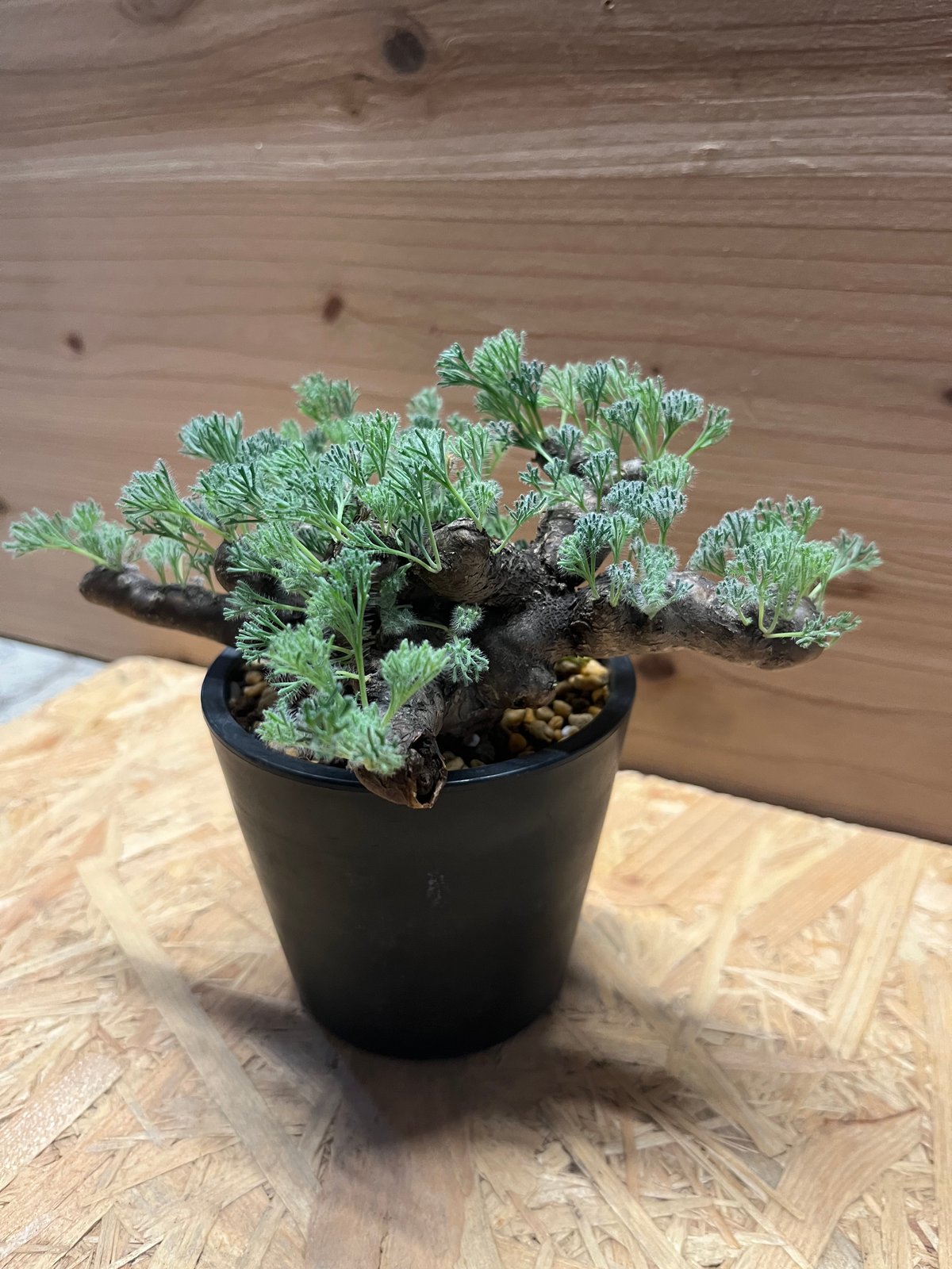 モンソニア ムルチフィダ | GREEN LUCK