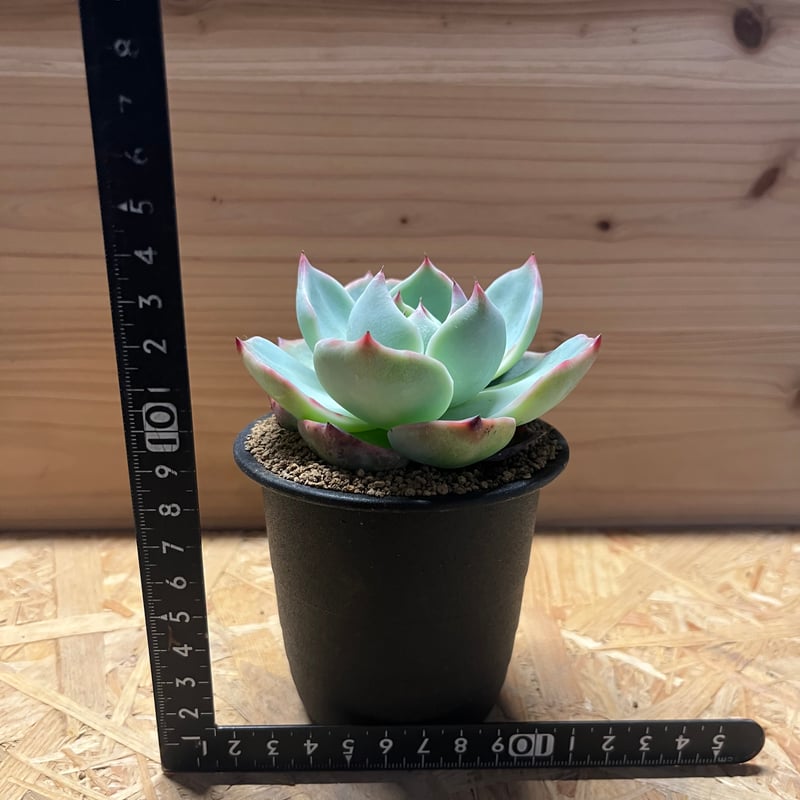 エケベリア コロラータ | GREEN LUCK