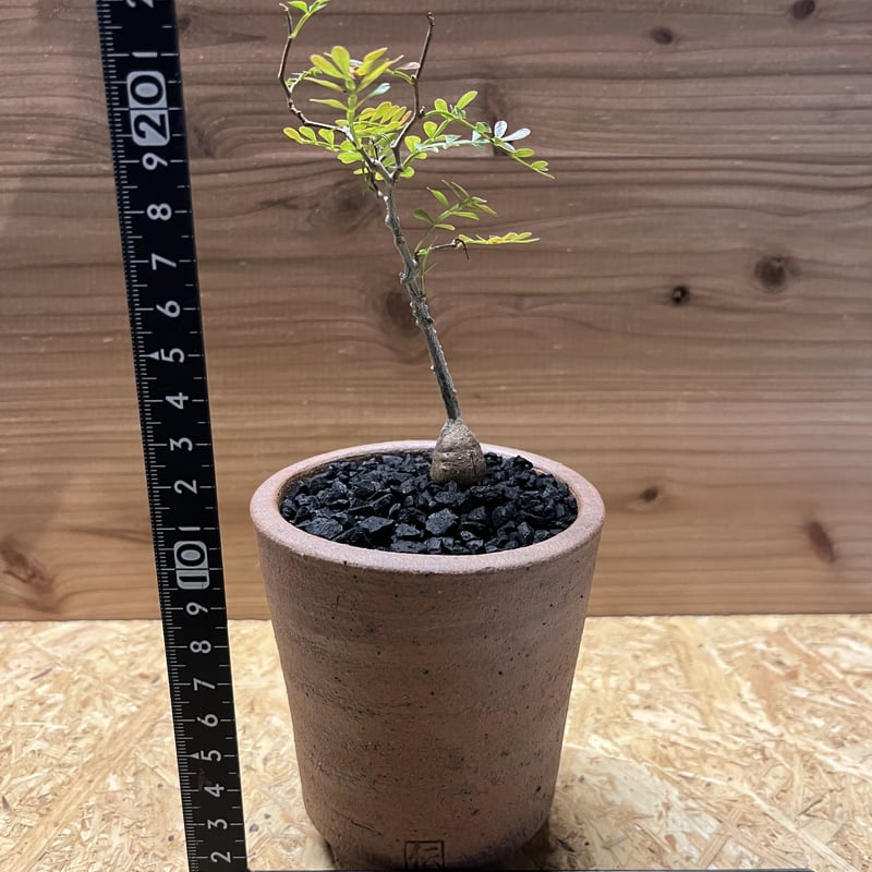 オペルクリカリア パキプス 現地球✖️SRL伝市鉢 笠間焼 オペルクリカリア パキプス 現地球✖️SRL伝市鉢 む*し