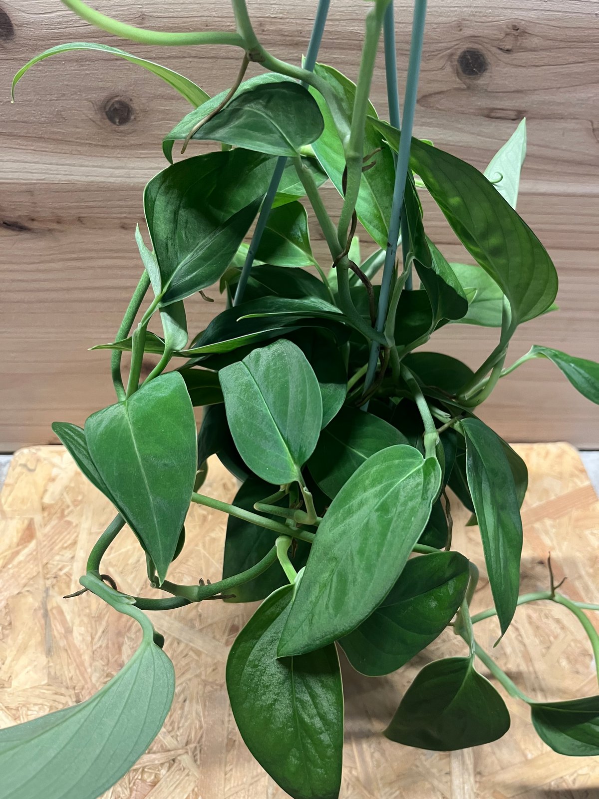 モンステラ 2224 | GREEN LUCK