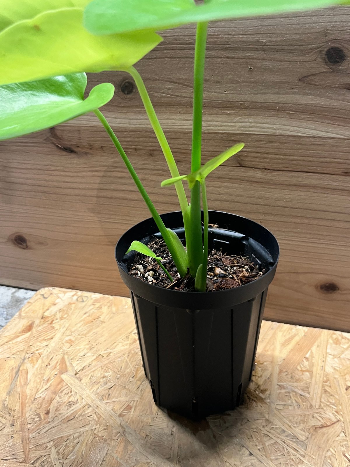 モンステラ デリシオーサ ゴールドリーフ | GREEN LUCK