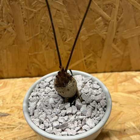 ザミア　フロリダーナ×伝市鉢