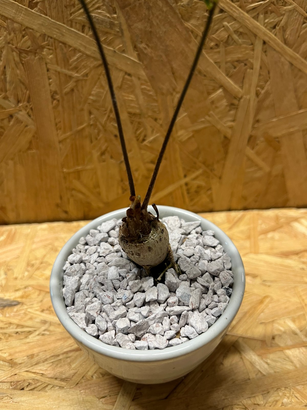 ザミア フロリダーナ×伝市鉢 | GREEN LUCK