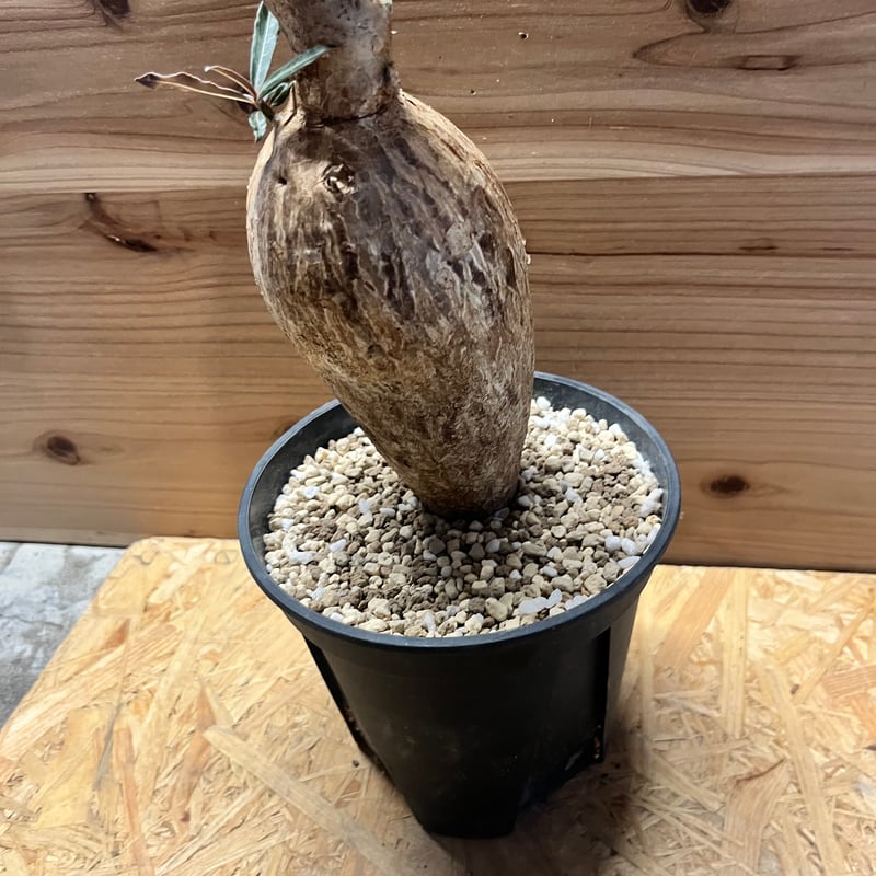 アデニウム ソマレンセ | GREEN LUCK