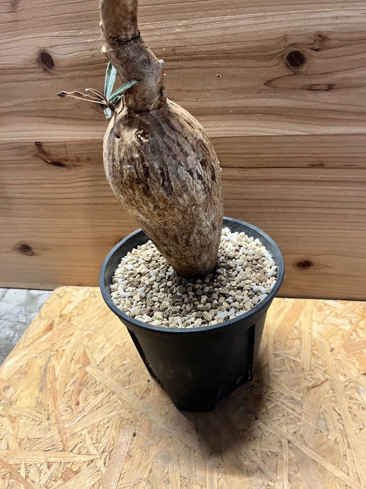 アデニウム ソマレンセ | GREEN LUCK