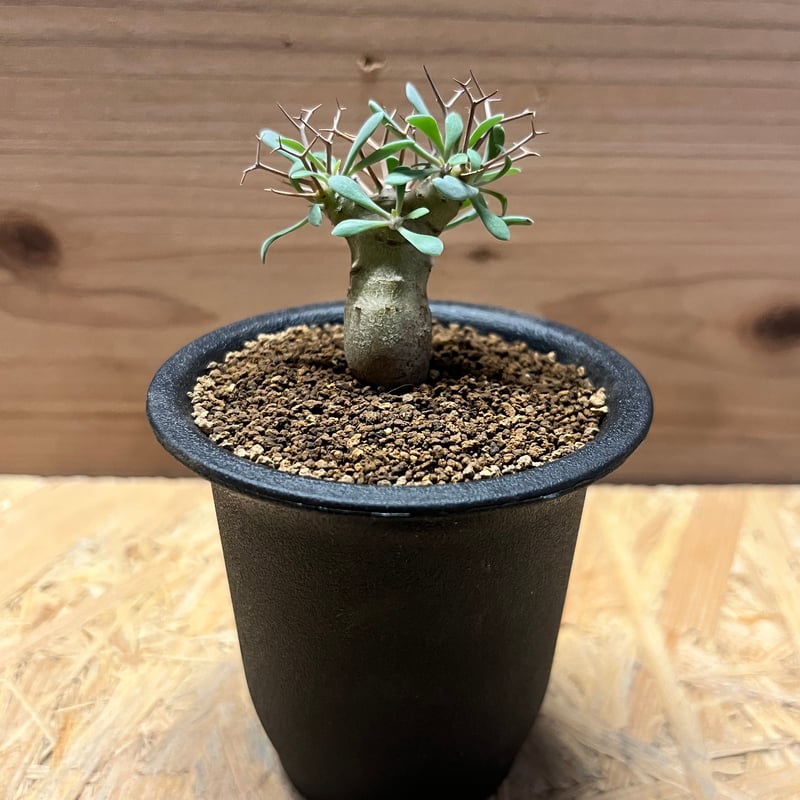 オトンナ ユーフォルビオイデス | GREEN LUCK