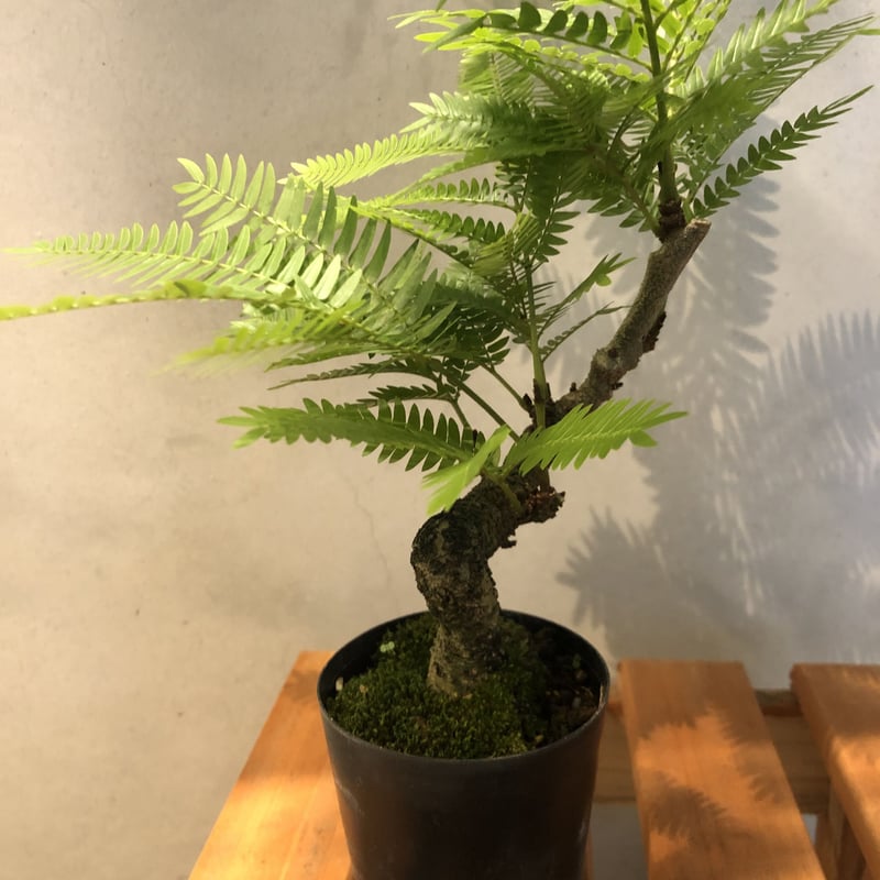 エバーフレッシュ 盆栽仕立て | GREEN LUCK