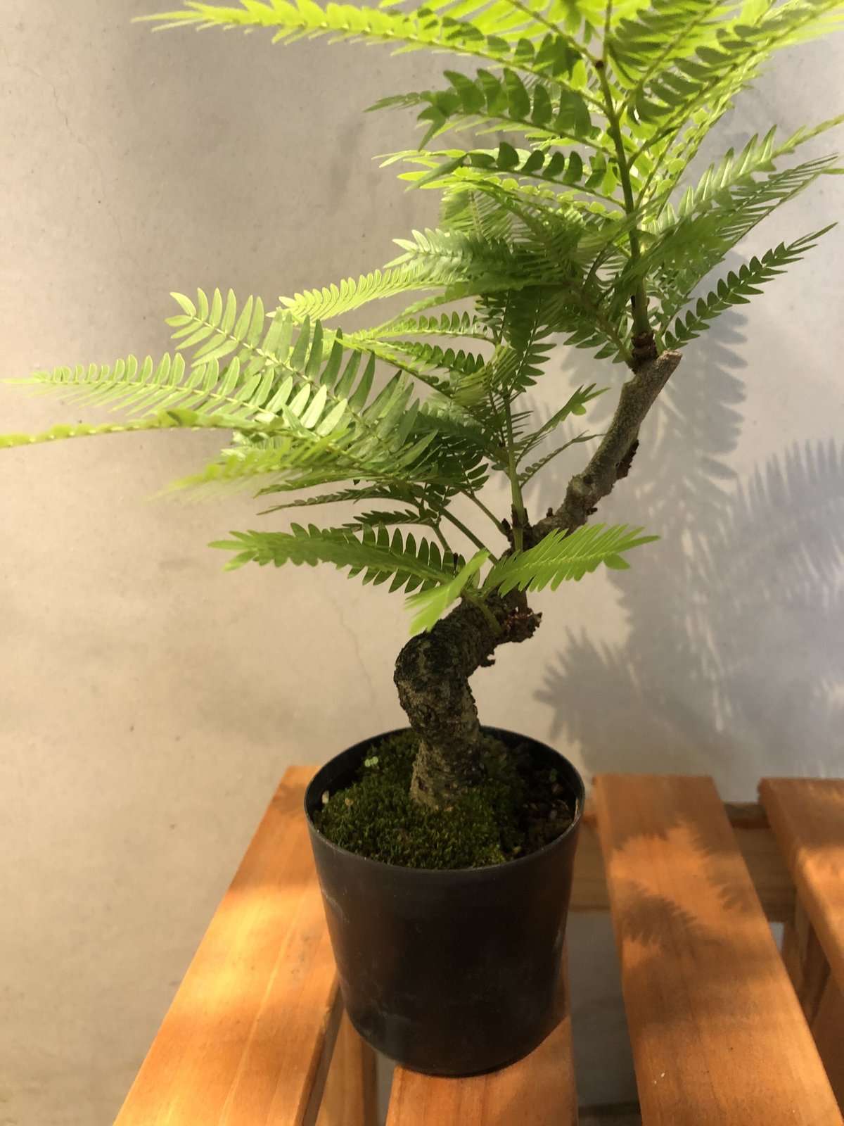 ⑯　エバーフレッシュ　6号　盆栽仕立て　最高等級極上品‼️ エバーフレッシュ 盆栽仕立て | GREEN LUCK