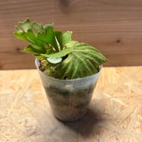ビカクシダ　リドレイ　'ドワーフシルベリー'