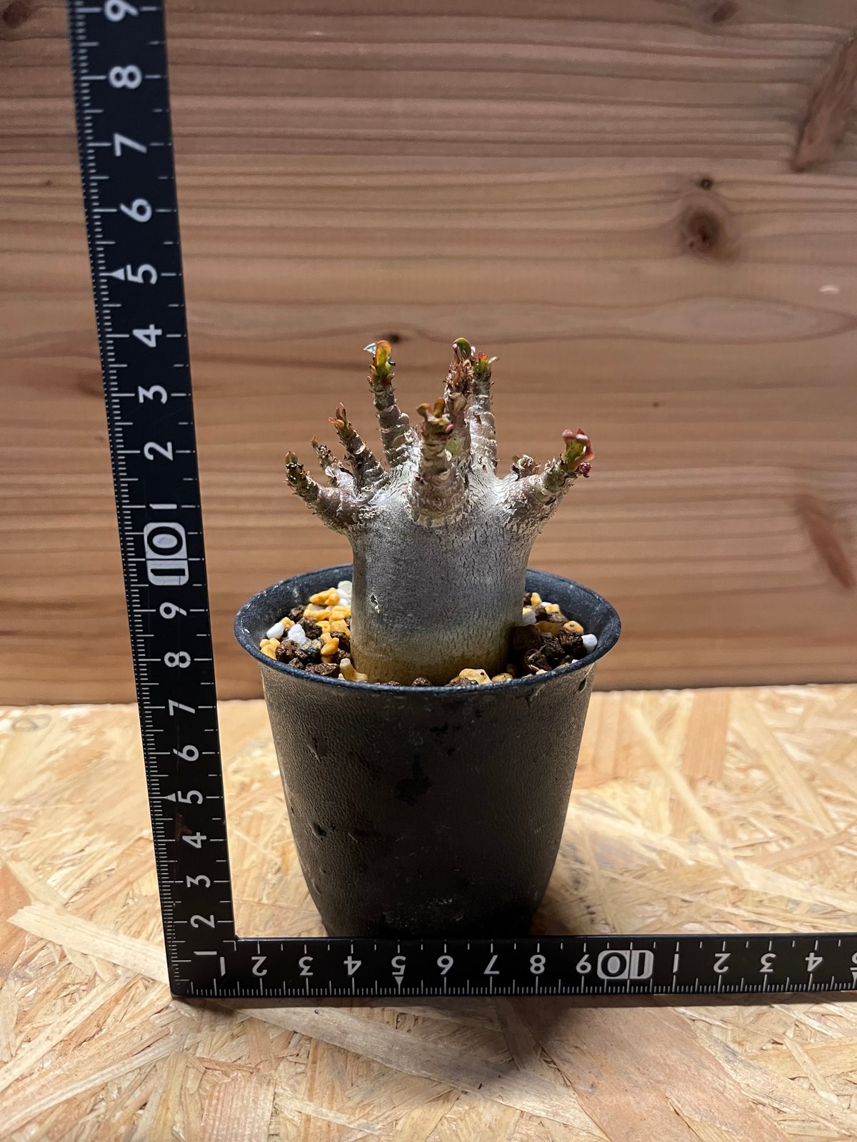 アデニウム アラビカム スーパードワーフ | GREEN LUCK