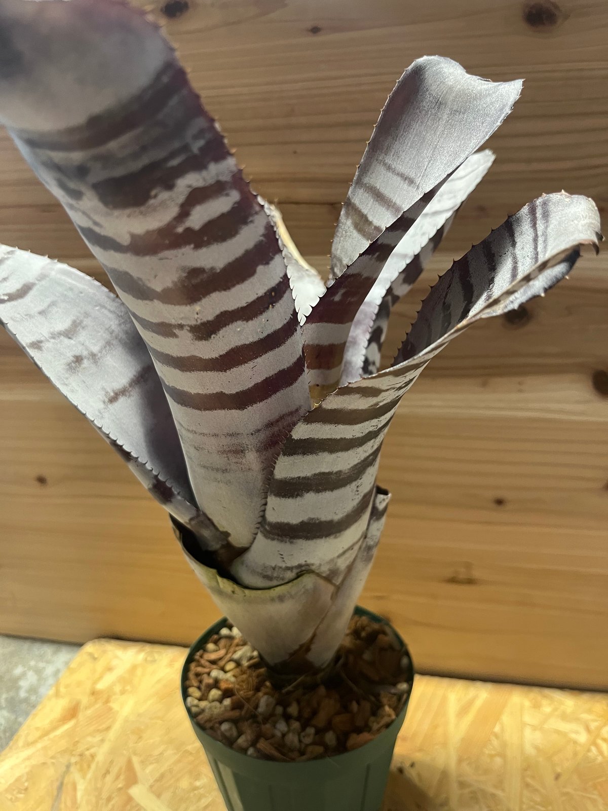 エクメア　チャンティニー　ブラックアイス エクメア チャンティニー ブラックアイス | GREEN LUCK