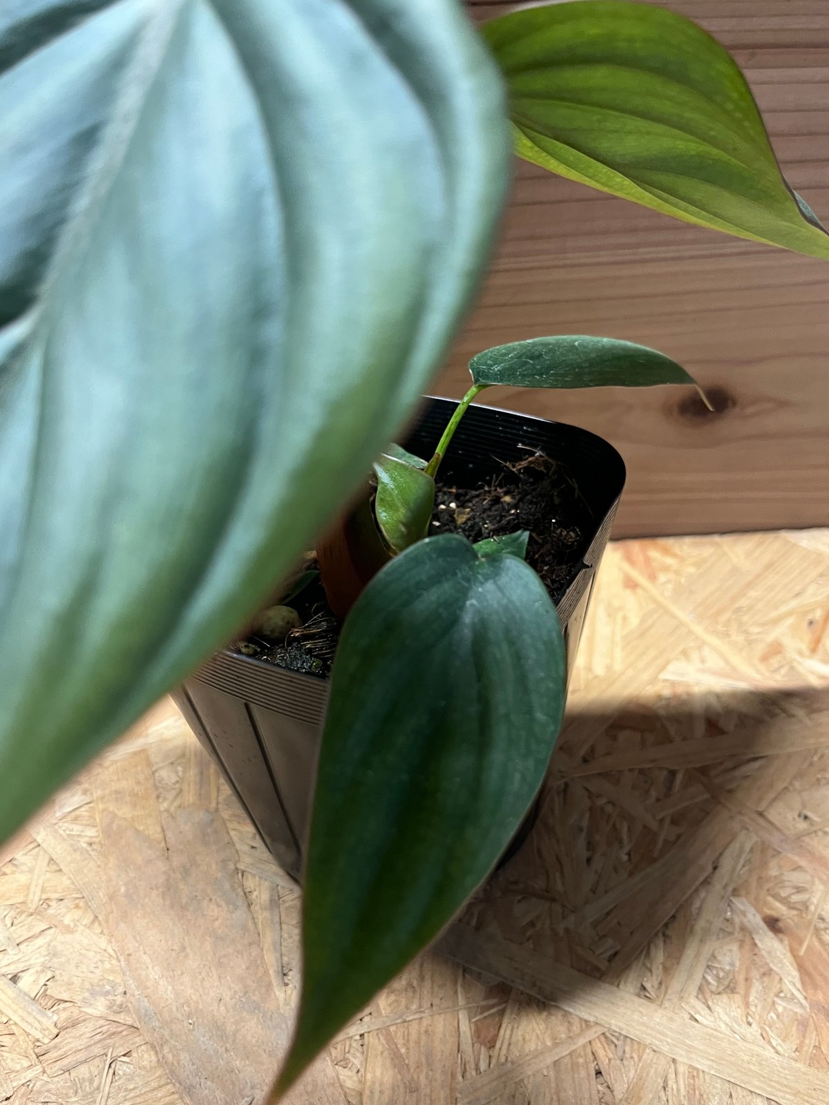 フィロデンドロン sp.コロンビアシルバー | GREEN LUCK