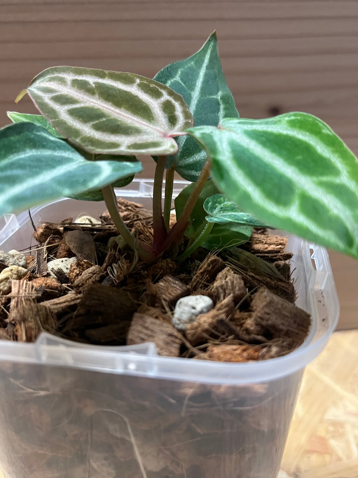 アンスリウム ミシェル×ザラ F3 | GREEN LUCK