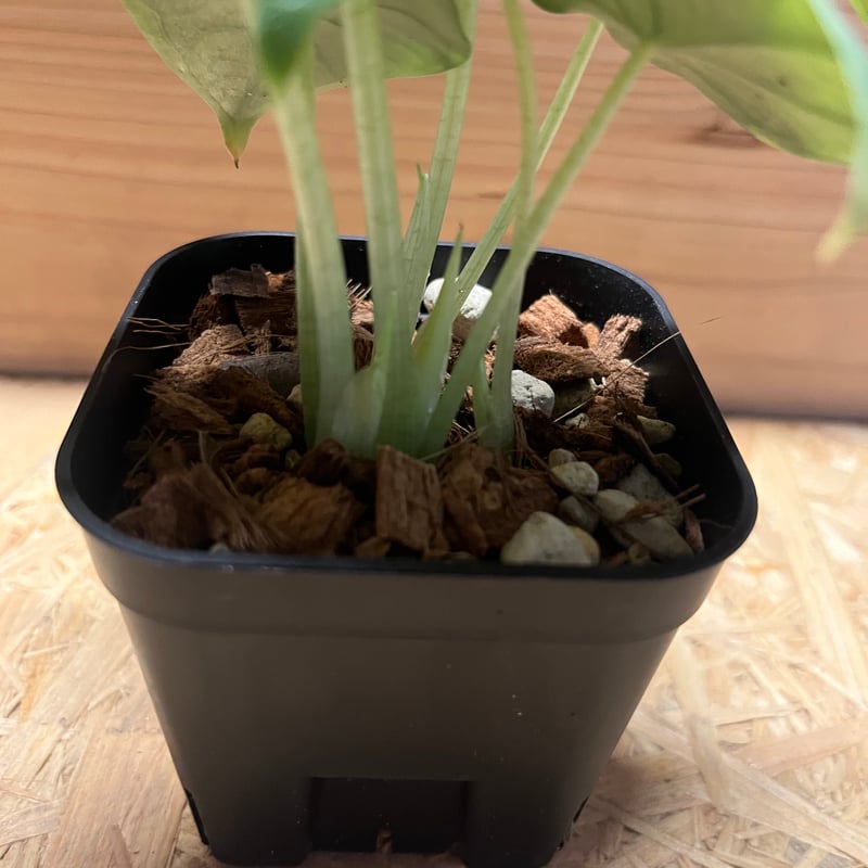 アロカシア メロ | GREEN LUCK