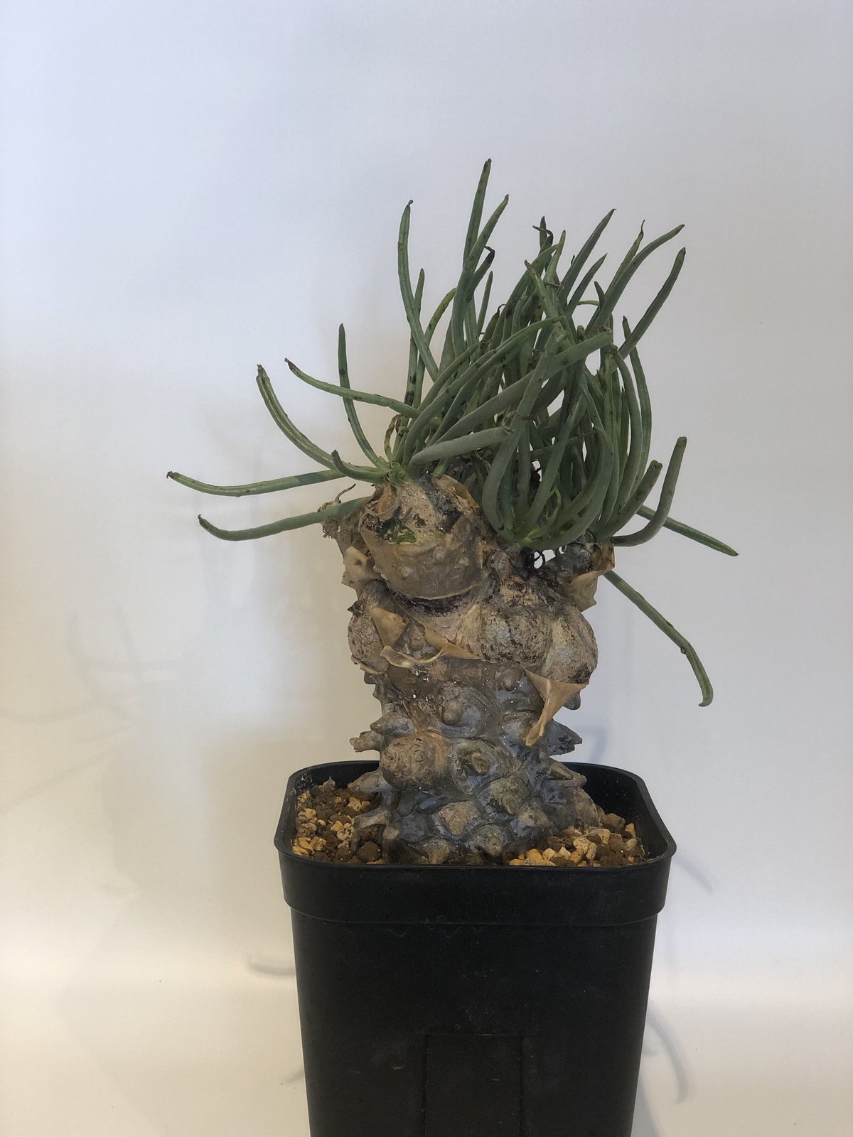 チ206「現地」チレコドン ワリチー 3.5寸 植え【未発根・Tylecodon チ206「現地」チレコドン ワリチー 3.5寸 植え【未発根・Tylecodon
