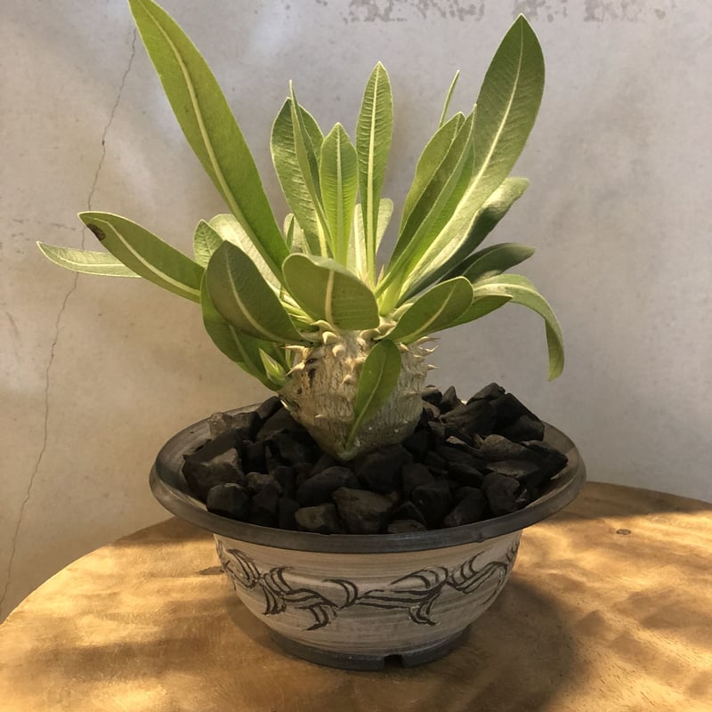 パキポディウム 恵比寿大黒×刻紋鉢 | GREEN LUCK